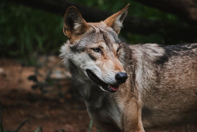 Wolves Attack Villages in Uttar Pradesh, Leaving Four Children and Elderly Couple Dead
