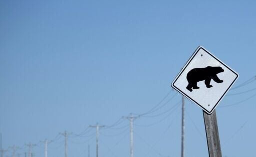 Bear Attacks Schoolchildren in Canada; 11 Injured