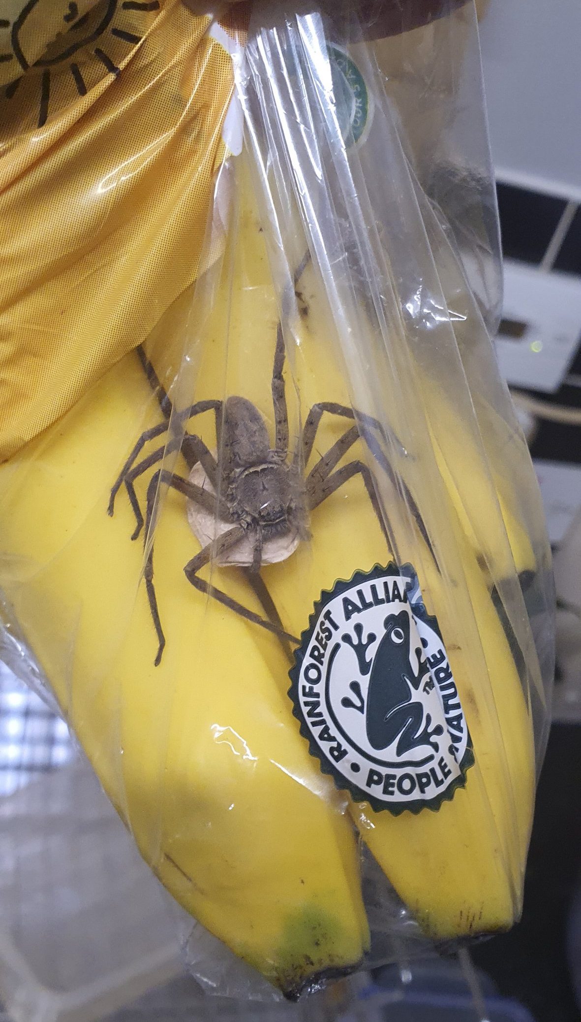 Deadly Spider Found in London Supermarket Amidst Banana Shipment