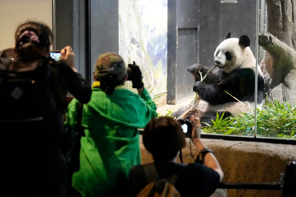 Japan Faces Potential Loss of Pandas Amid Sino-Japanese Diplomatic Tensions