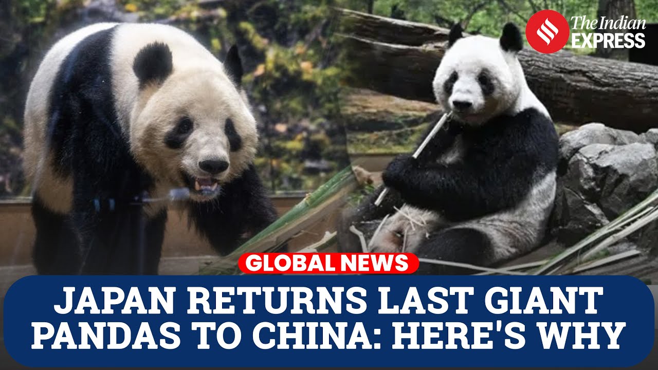 Japan’s Last Giant Pandas Depart China as Diplomatic Tensions Escalate