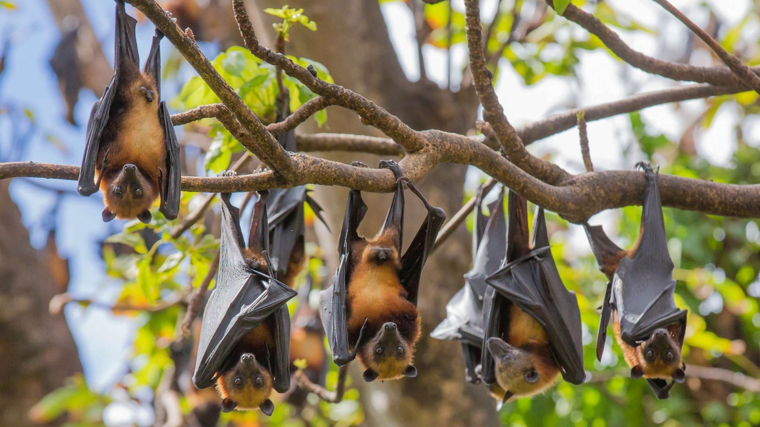 Russia Reports No Nipah Virus Cases Imported Amid Indian Outbreak