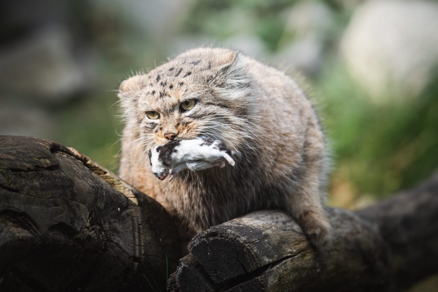 Polish Zoo Rules Out Breeding Partnership with Russian Manul from Moscow Zoo